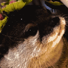 asian small-clawed otter