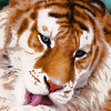 strawberry tabby tiger